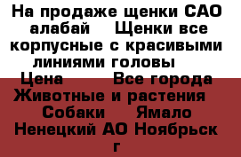 На продаже щенки САО (алабай ). Щенки все корпусные с красивыми линиями головы . › Цена ­ 30 - Все города Животные и растения » Собаки   . Ямало-Ненецкий АО,Ноябрьск г.